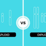 Practice Haploid V Diploid Worksheet Answers