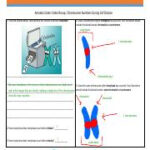 Amoeba Sisters Chromosome Numbers pdf AMOEBA SISTERS VIDEO RECAP