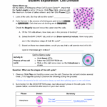 Cell Division Worksheet Pdf Answer Key Divisonworksheets