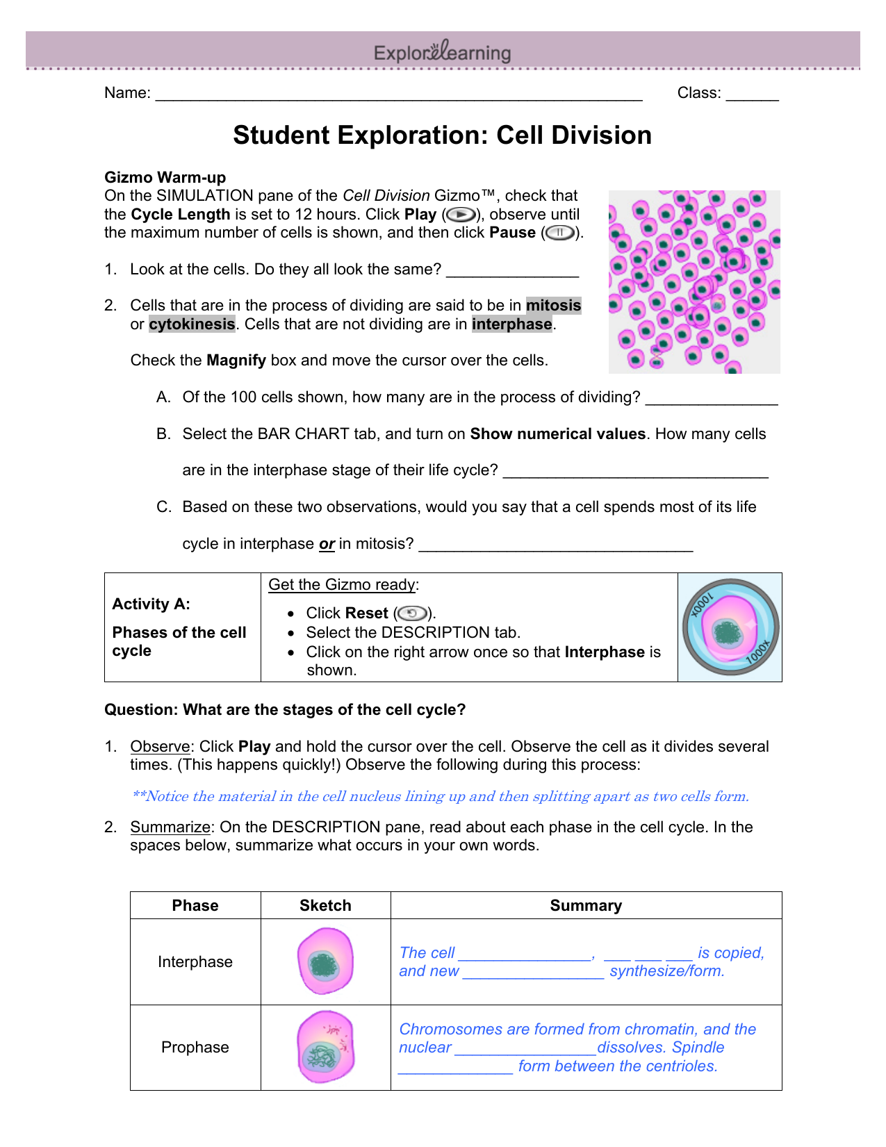 Cell Division Worksheet Pdf Answer Key Divisonworksheets