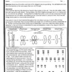 Chromosome Number Worksheet Diploid And Haploid Worksheet Fill Online