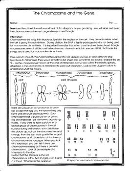 Chromosome Number Worksheet Diploid And Haploid Worksheet Fill Online 