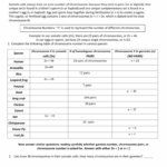 Chromosome Numbers Worksheet