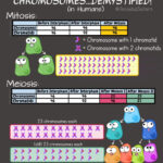 Mitosis And Meiosis Chart Of Chromosome Numbers SCIENCE WITH THE